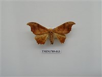 藏品(中國蛾類)的圖片